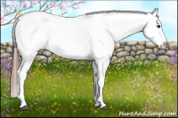 Horse Color:White Spotted Bay Frame Appaloosa