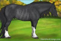 Horse Color:Brown Rabicano 