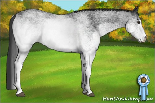Horse Color: White Spotted Black 