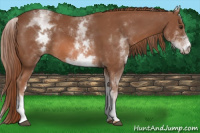 Horse Color:White Spotted Liver Chestnut 