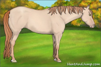 Horse Color:Gold Champagne Dun