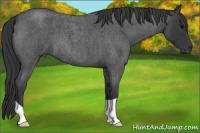 Horse Color:Blue Roan 