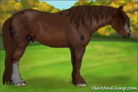 Horse Color:ERROR: UNKNOWN ANOMALY