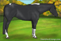Horse Color:Black Tobiano 