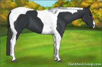 Horse Color:Black Tobiano 