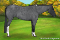 Horse Color:Blue Roan Tobiano 
