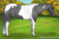 Horse Color:Black Tobiano Appaloosa 
