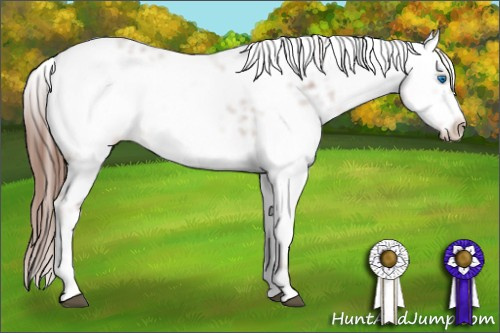Horse Color: Liver Chestnut Frame 