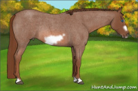 Horse Color:Liver Red Roan Frame Rabicano