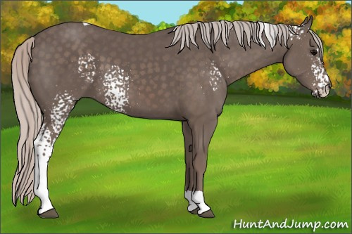 Horse Color: White Spotted Silver Black Tobiano 