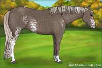 Horse Color:White Spotted Silver Black Tobiano 