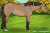 Horse Color:Bay Dun