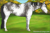 Horse Color:White Spotted Brown Dun 