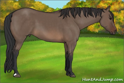 Horse Color: Brown Dun 