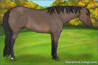 Horse Color:Brown Dun 