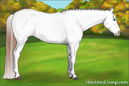 Horse Color: Liver Red Roan Frame 