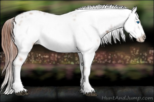 Horse Color: Liver Chestnut Frame 