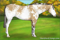 Horse Color:White Spotted Buckskin