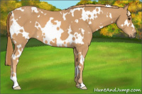 Horse Color:White Spotted Chestnut 