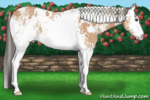 Horse Color: White Spotted Bay Dun 