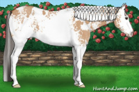 Horse Color:White Spotted Bay Dun