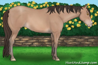 Horse Color:Amber Champagne 