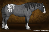 Horse Color:Blue Roan Splash Appaloosa