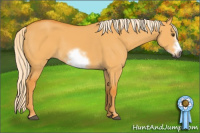 Horse Color:Gray Palomino Dun Sabino Frame 