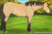 Horse Color:Buckskin 
