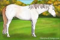 Horse Color:White Spotted Gold Champagne Dun Splash 