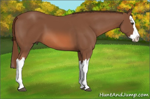 Horse Color: Liver Chestnut Splash 