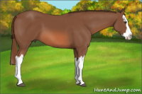 Horse Color:Liver Chestnut Splash 