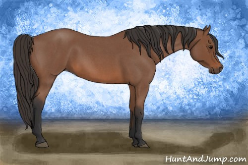 Horse Color: Bay Roan 