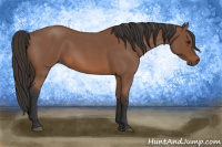 Horse Color:Bay Roan 