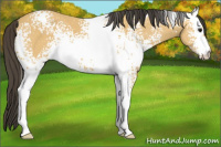 Horse Color:White Spotted Buckskin