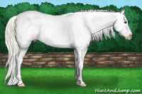 Horse Color:Palomino Splash Tobiano Frame Appaloosa Rabicano 