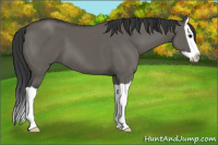 Horse Color:Grullo Splash 