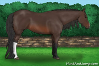 Horse Color:Brown 