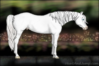 Horse Color:Cremello Near Leopard 
