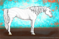 Horse Color:Cremello Appaloosa 
