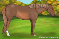 Horse Color:Liver Chestnut 