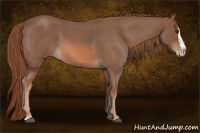 Horse Color:Red Roan Splash 