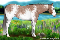 Horse Color:White Spotted Bay Roan Splash 