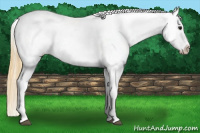 Horse Color:Smoky Black Near Leopard 