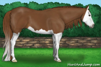 Horse Color:Gray Chestnut Splash 
