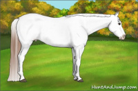Horse Color:Bay Roan Appaloosa 