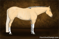 Horse Color:Palomino Roan Rabicano 