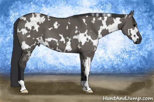 Horse Color: White Spotted Grullo 