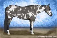 Horse Color:White Spotted Grullo