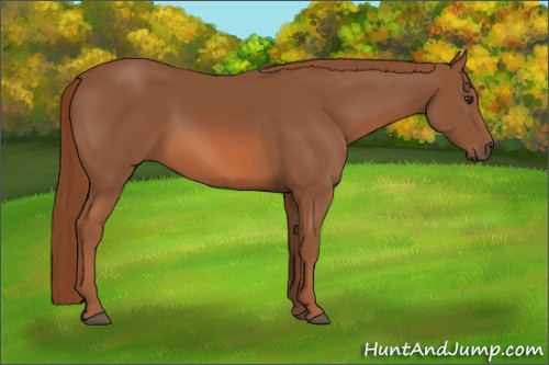 Horse Color: Chestnut 